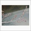 今年の桜 2023/03/15 第2回