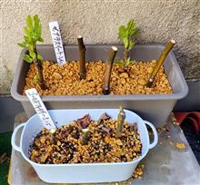 イチジク、スイートゼブラとゴールドフィガーのさし木🌱