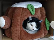 家に住み着いたハチワレ猫のハチくん亡くなりました😖