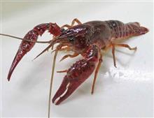 アメリカザリガニ、ミドリガメ「特定外来生物」に