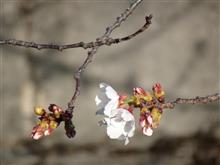 今年の桜 2023/03/15 第3回