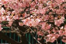 Kawazu cherry blossoms in the neighborhood