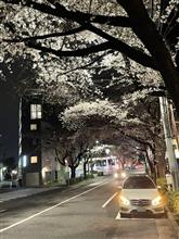 今宵の桜