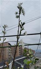 プラムの花が咲きました🌸