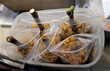 イチジク、ビオレソリエスのさし木🌱