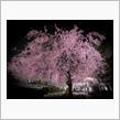 桜2023