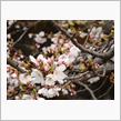 今年の桜 2023/03/24 第4回