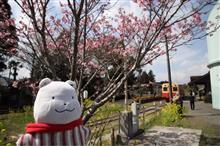 菜の花は良い感じだけど桜はまだまだだね！