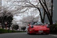 コブシからソメイヨシノへ ～ Weekday Drive ！