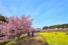 東大山河津桜まつり　2023.03.04