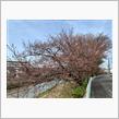 近所の桜がもう少しで開花