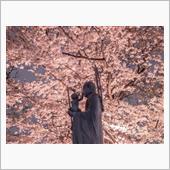 夜桜