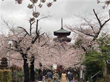 桜の開花推移とCOCO&#39;Sモーニング♫