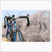 熊谷桜堤を散策