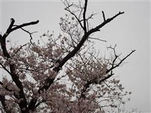 今年の桜 2023/03/28 第5回