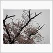 今年の桜 2023/03/28 第5回