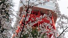 曇りで無念、都内の桜2023昼 曇りで無念、都内の桜2023昼