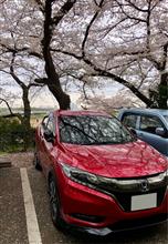 束の間の花見に行きました。