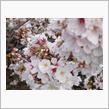 今年の桜 2023/03/29 第6回