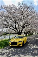満開の桜