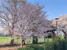 通勤途中の桜を見たよ