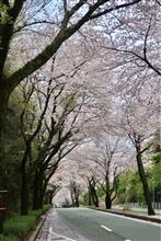 HSRの桜トンネルと、とろく黒亭