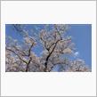 【桜見頃情報】昭和記念公園