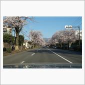 桜満開