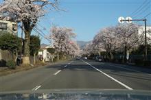 桜満開