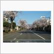 桜満開