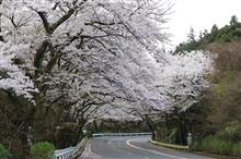 2023年のターンパイクの桜･･･翌朝おかわり版♪【トミタ】