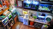 我が家の🦐&🐟&🐈ちゃん達 我が家の🦐&🐟&🐈ちゃん達