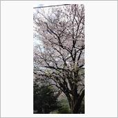 桜ちやん　今年もありがとう