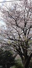桜ちやん　今年もありがとう