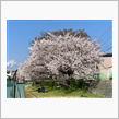 桜が八分咲き