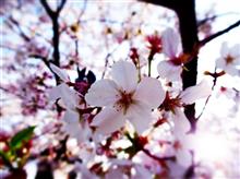 今日から新年度！！Z4とサクラを愛でる🌸