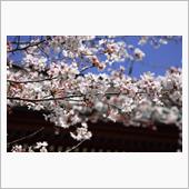 2023年桜めぐり
