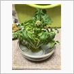 大根の花？