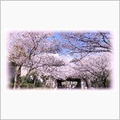 歳を重ねると桜が好きになる説