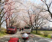 桜並木