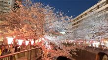 目黒川の桜