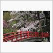 ご近所で桜パトロ－ル
