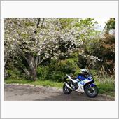 暇だったので桜を求めて・・・