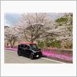 長良川沿いの桜と芝桜