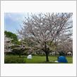 舎人公園まで花見に行ってきた〜