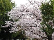 今年の桜 2023/04/03 第8回