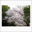 今年の桜 2023/04/03 第8回