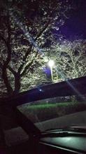 オープンカーで夜桜見物