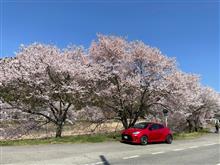 🌸桜前線到来🌸