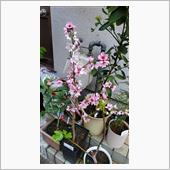 桃の花が満開です💠